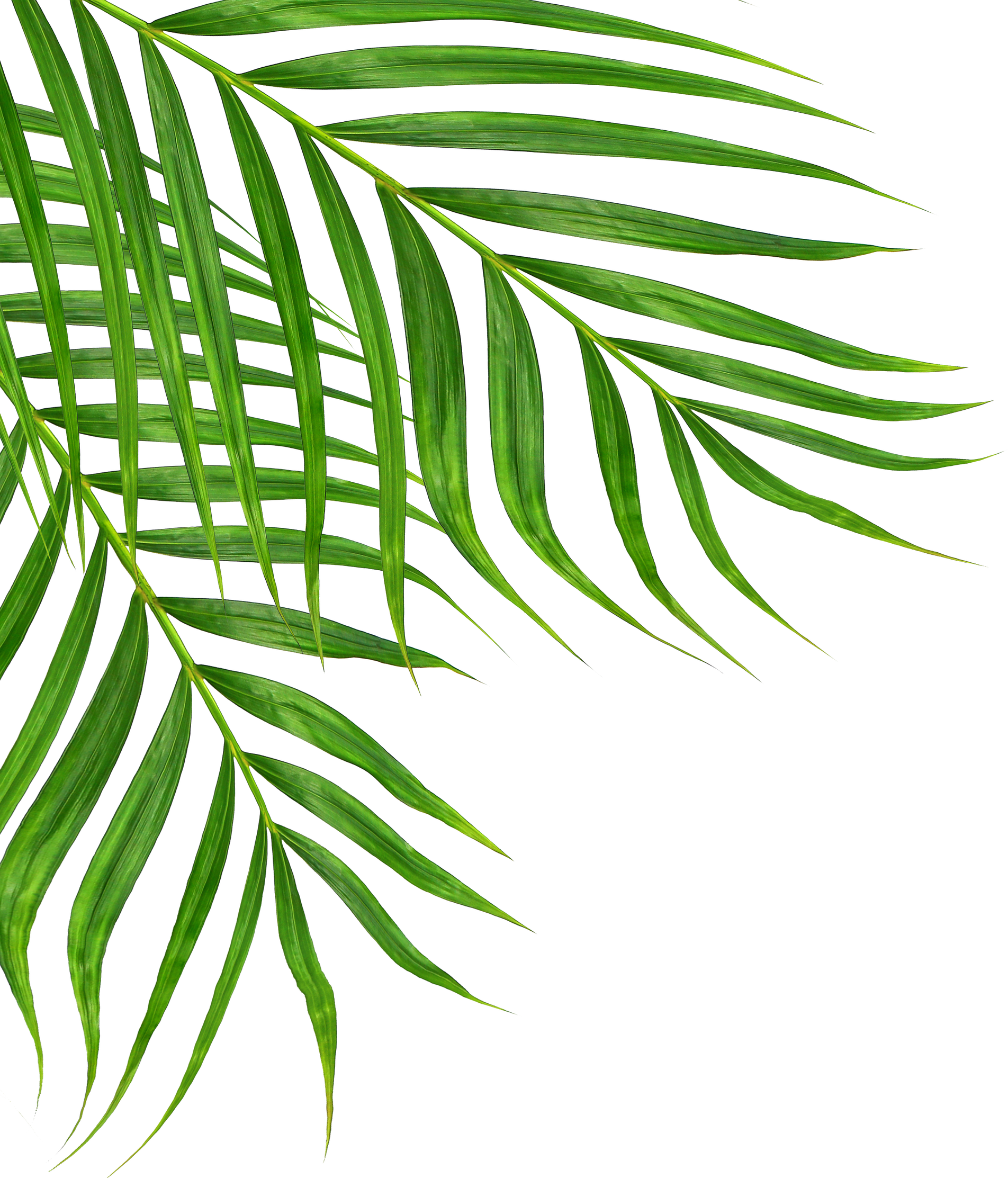 Green Leaves of Palm Tree Isolated on White Background