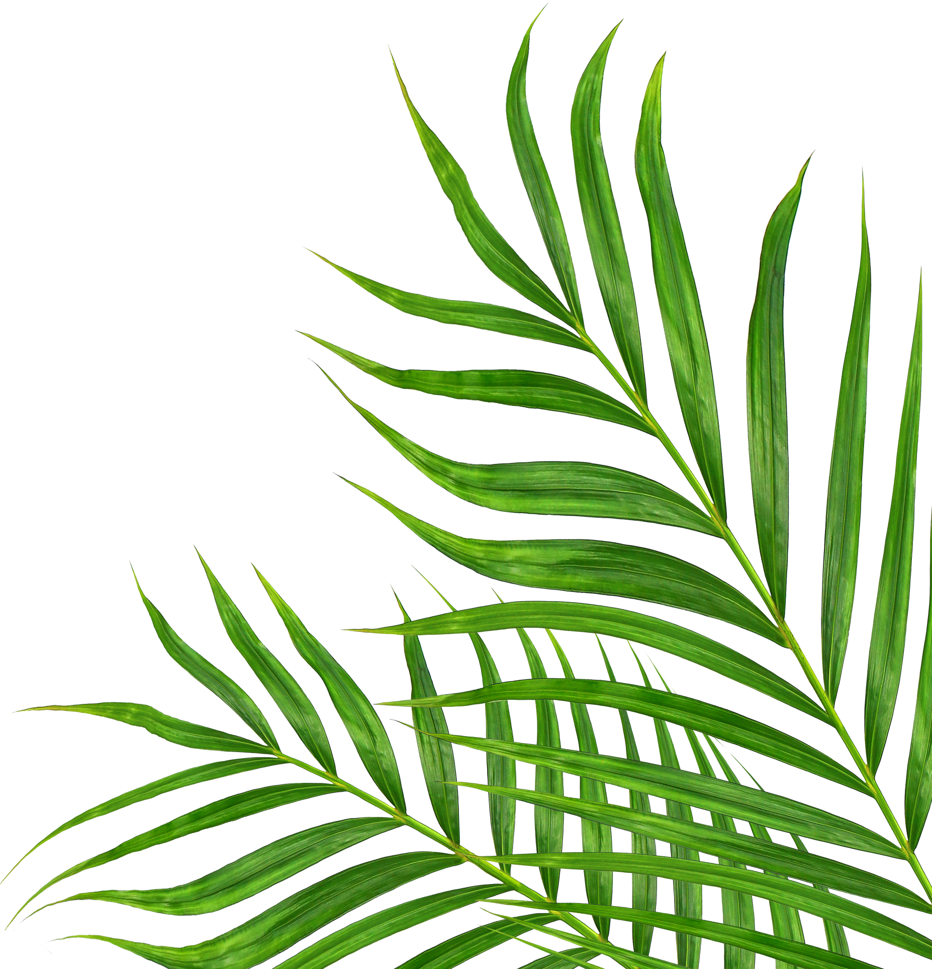 Green Leaves of Palm Tree Isolated on White Background