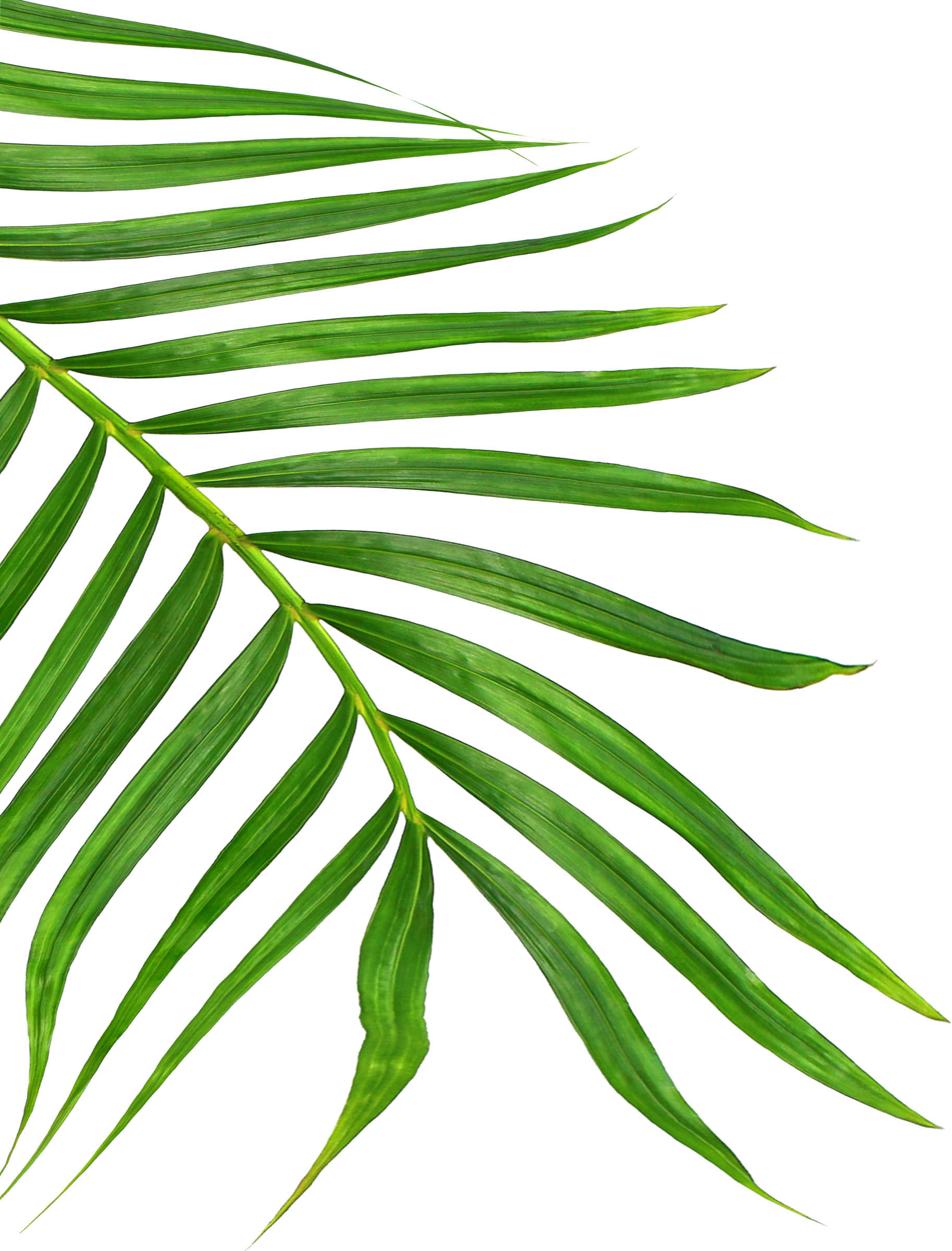 Green Leaves of Palm Tree Isolated on White Background